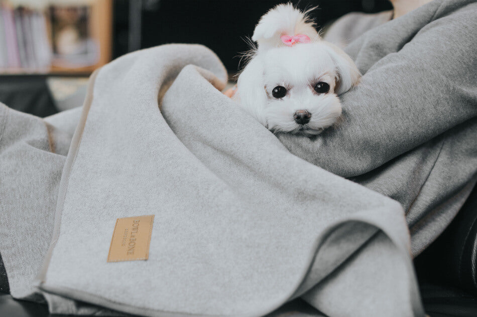 A woman is holding a small white dog in a Bowl&Bone Republic dog blanket.