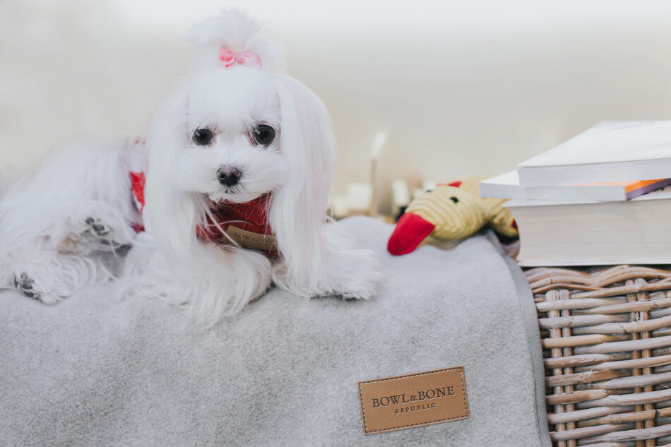 A small Bowl&Bone Republic dog blanket ZEN grey sitting on a blanket next to books.