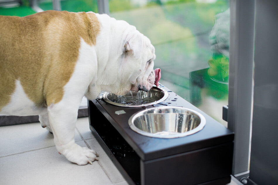 A bulldog drinking from a Bowl&Bone Republic dog bowl grey on a balcony.