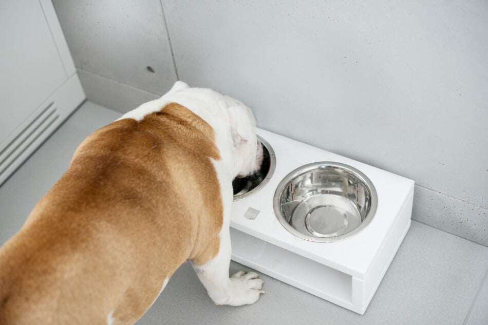 A dog is eating from a Bowl&Bone Republic dog bowl on the floor.
