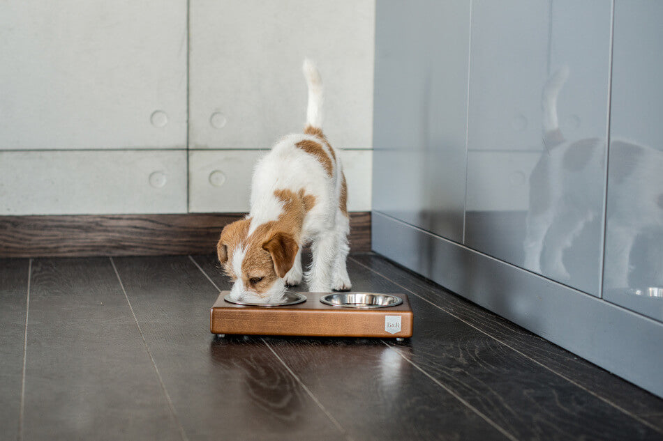 A dog is eating from a Bowl&Bone dog bowl on a wooden floor.