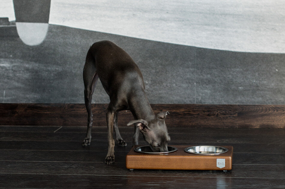 A greyhound is enjoying a meal from a stylish Bowl&Bone Republic dog bowl DUO graphite.