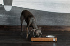 A greyhound is enjoying a meal from a stylish Bowl&Bone Republic dog bowl DUO graphite.