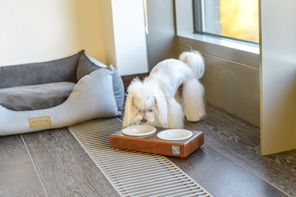 A dog is eating from a Bowl&Bone Republic ceramic dog bowl in front of a window.