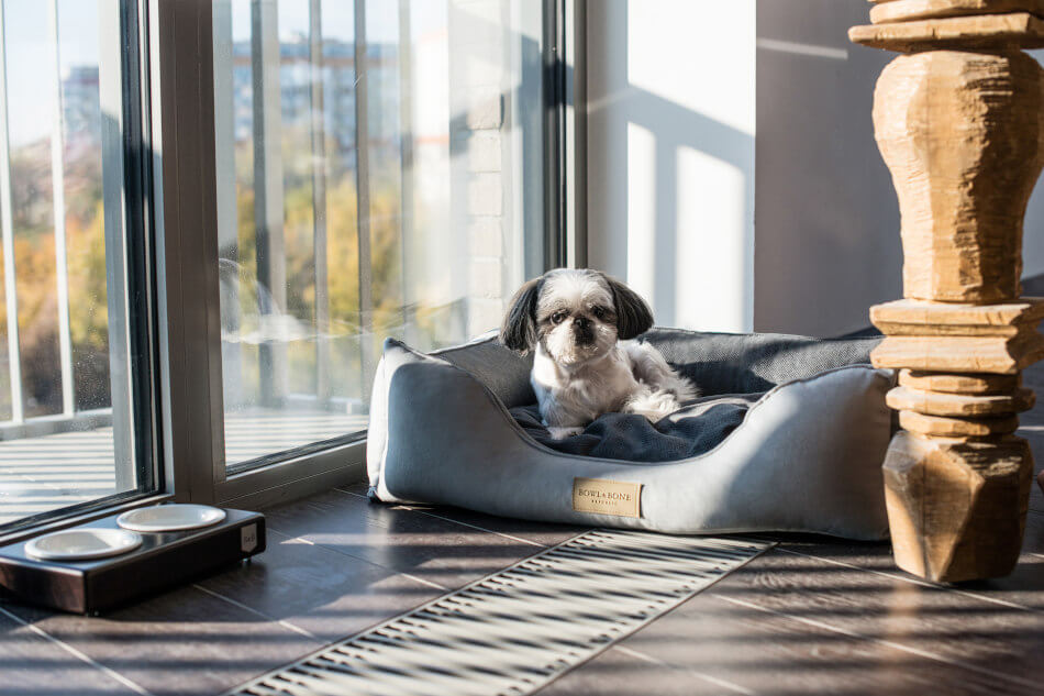 A small dog is sitting in a Bowlandbone dog bed in front of a window. (Keywords: Bowlandbone)
