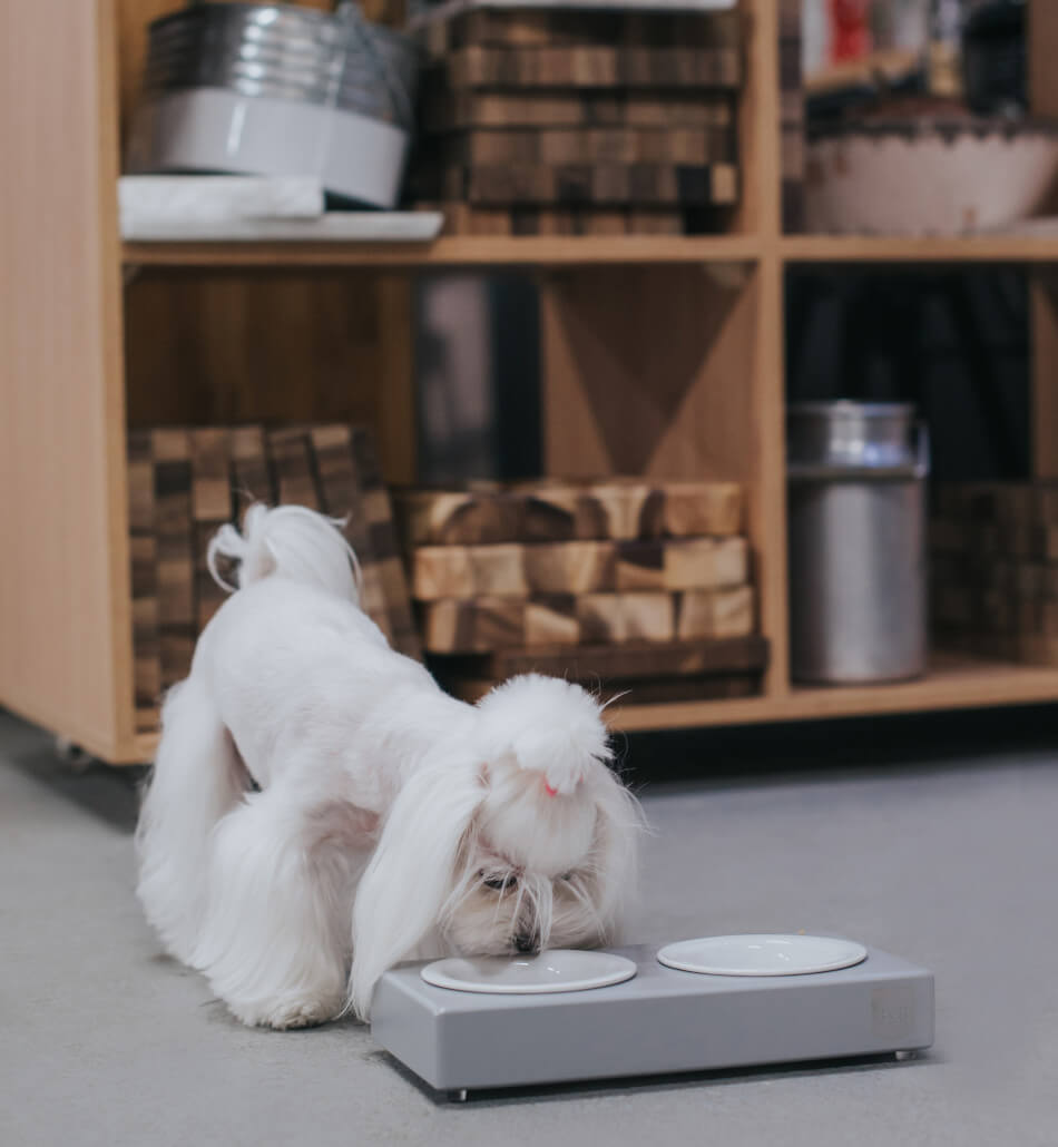 A small white dog is eating from a Bowl&Bone Republic dog bowl in a kitchen.