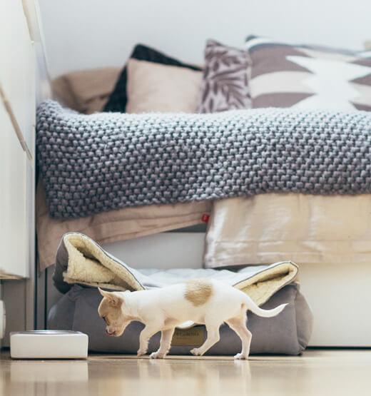 A small Bowl&Bone Republic dog bowl walking in front of a bed.