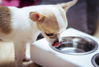 A chihuahua dog drinking from a Bowl&Bone Republic dog bowl DUO amber.