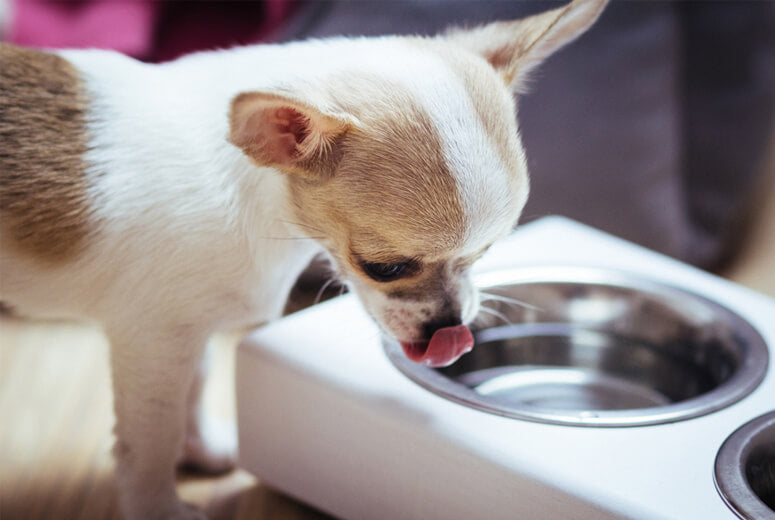 A chihuahua dog drinking from a Bowlandbone DUO jasmine dog bowl by Bowl&Bone Republic.