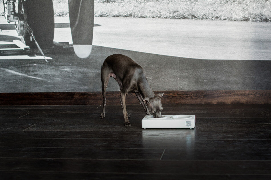 A Bowl&Bone Republic dog bowl SOLO CERAMIC graphite in front of a wall.