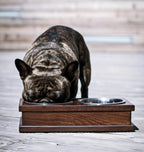 French bulldog enjoying a meal from a chic and durable Bowl&Bone Republic dog bowl.