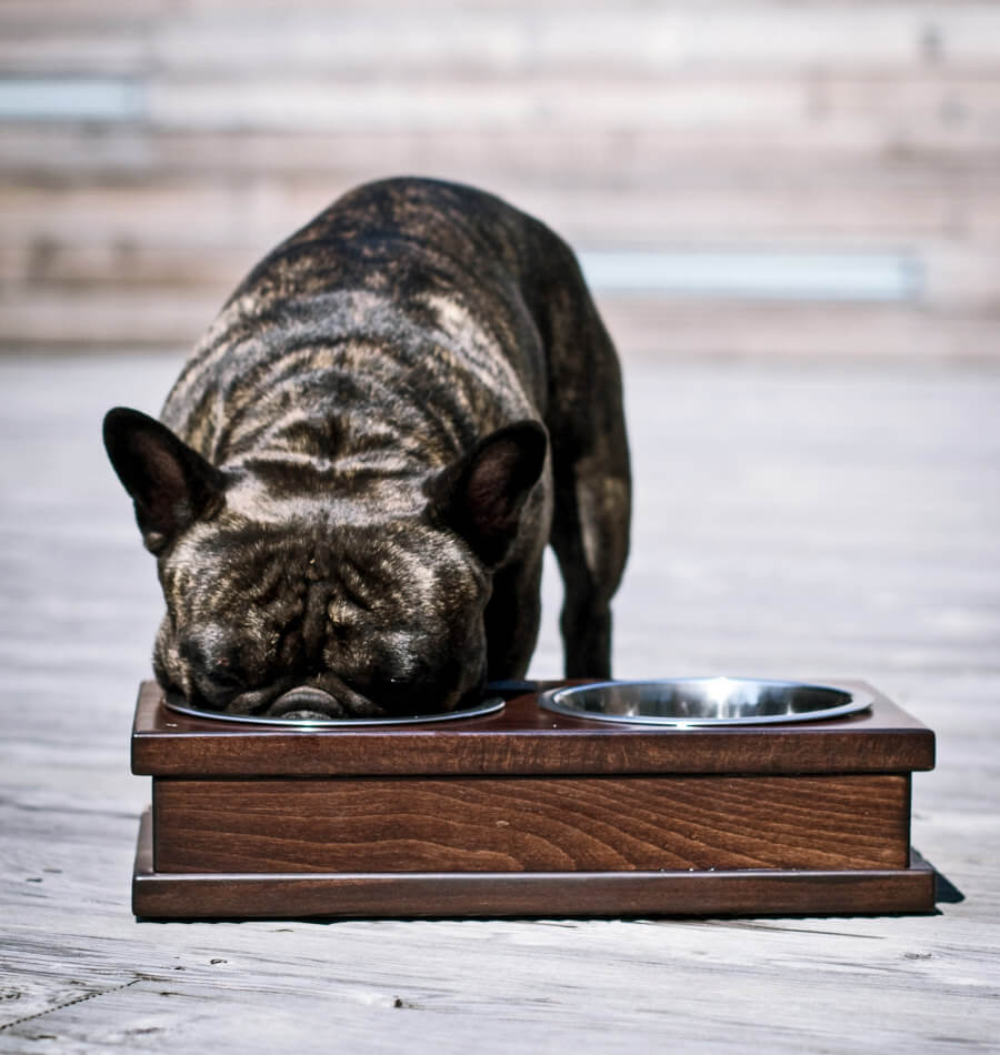 French bulldog enjoying a meal from a chic and durable Bowl&Bone Republic dog bowl.