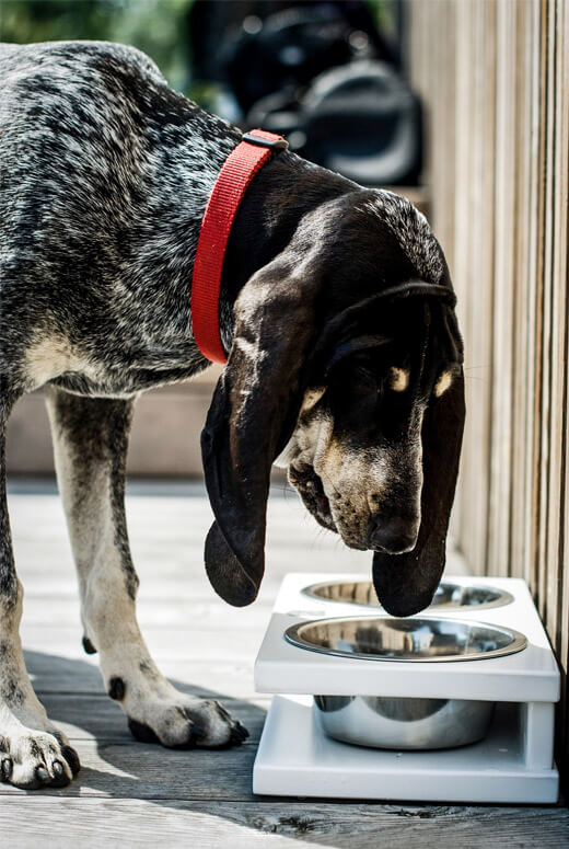 A dog is eating out of a Bowlandbone Republic dog bowl.