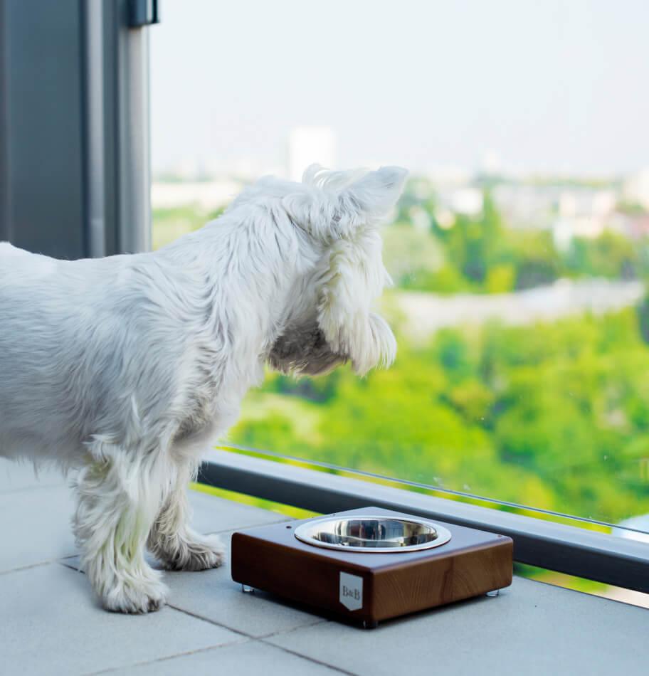 A Bowlandbone dog bowl, solo, looking out of a window.