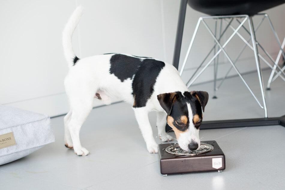 A black and white dog is eating from a Bowl&Bone Republic dog bowl.