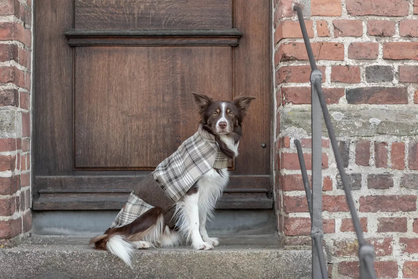 A Bowl&Bone Republic dog coat LEAF grey sits on the steps of a building.