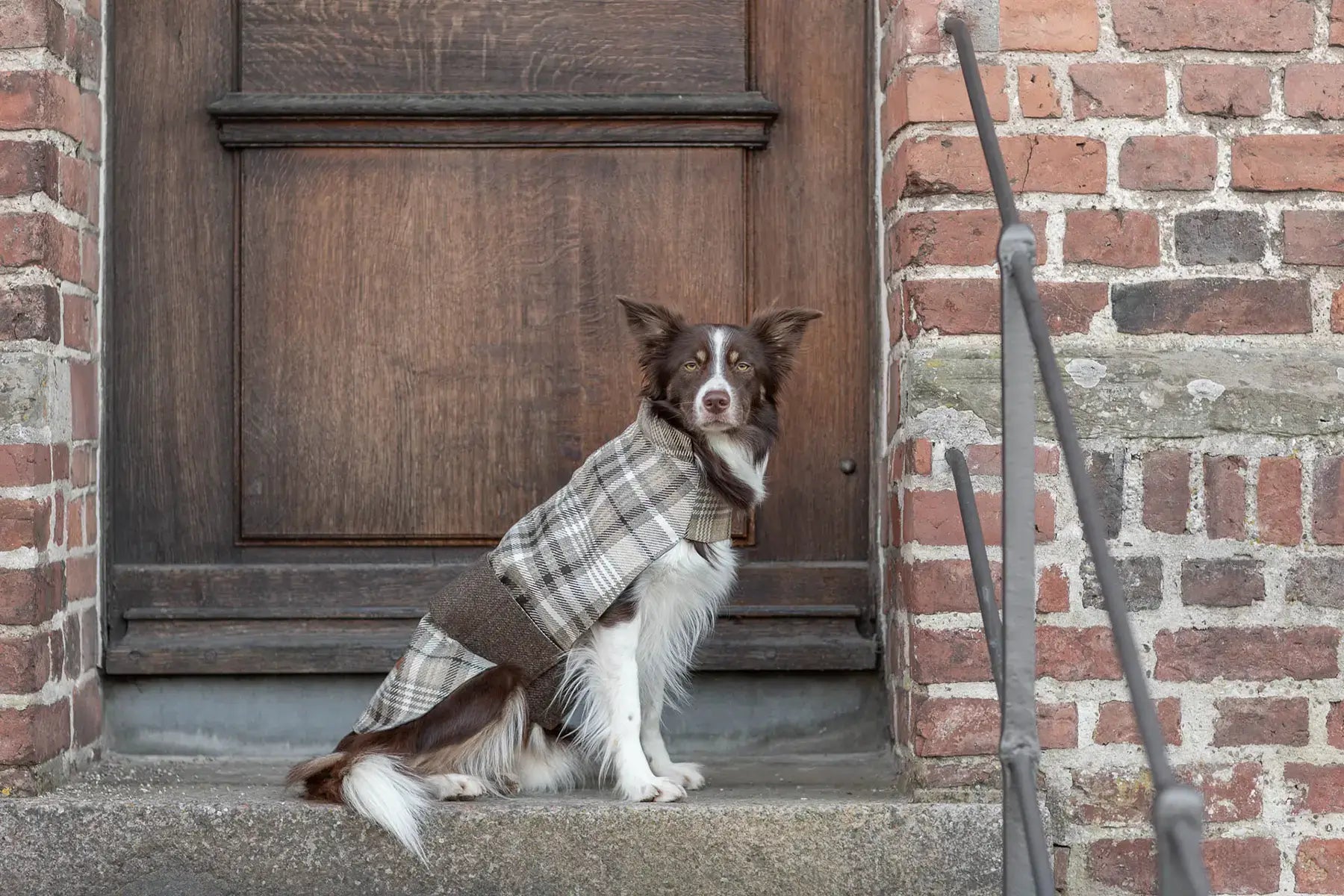 A dog wearing a Bowlandbone plaid coat sits on the steps of a building.