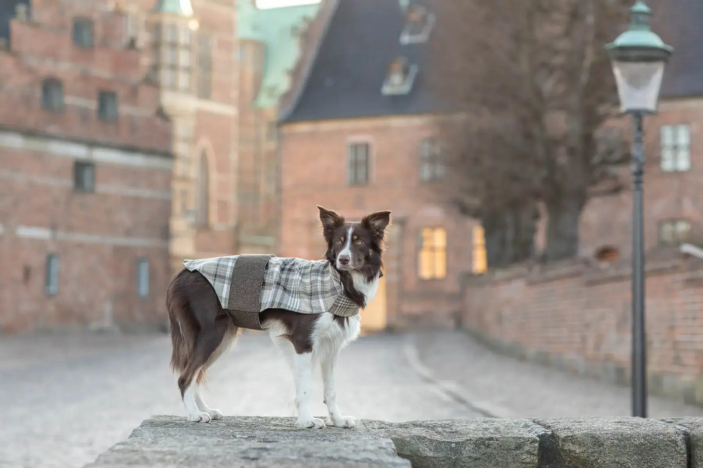 A Bowl&Bone Republic dog coat LEAF brown, standing on a stone wall.