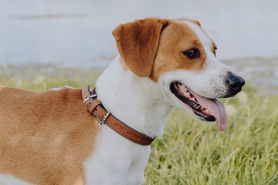 A chocolate brown and white Bowlandbone dog collar from Bowl&Bone Republic standing in the grass.