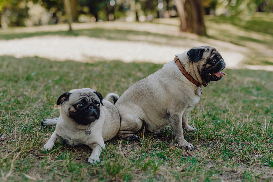 Two Bowl&Bone Republic dog collar MONACO chocolate pugs sitting on the grass in a park.