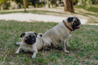 Two Bowlandbone Republic claret dog collars sitting on the grass in a park.
