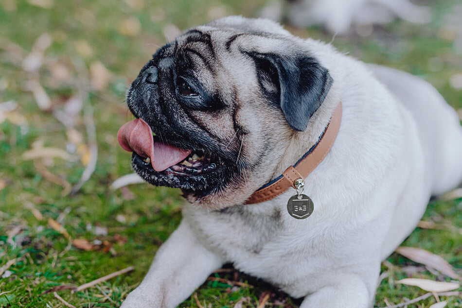 A pug dog wearing the Bowl&Bone Republic claret dog collar laying on the grass with its tongue out.