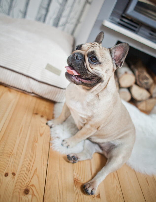 A french bulldog sitting on a wooden floor in front of a Bowl&Bone Republic dog cushion bed DECO amber.