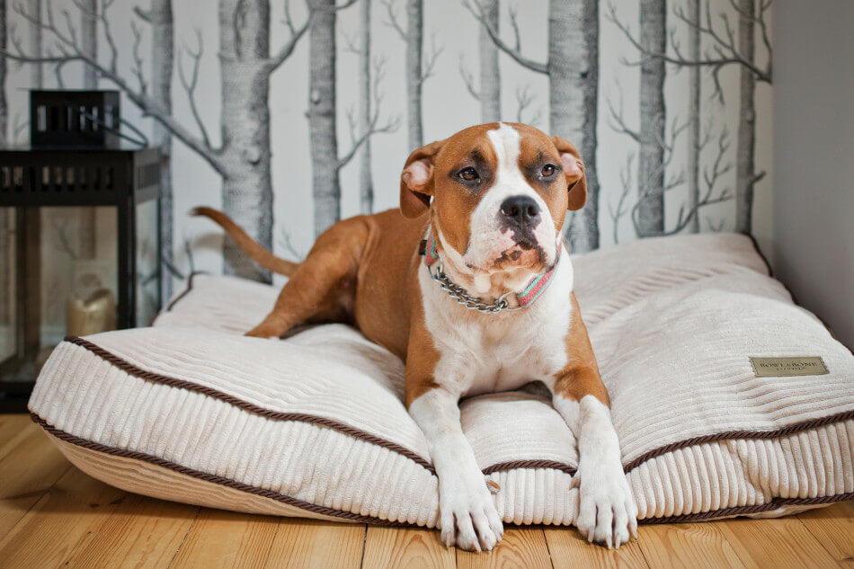 A dog resting on a Bowl&Bone Republic DECO sapphire dog cushion bed.