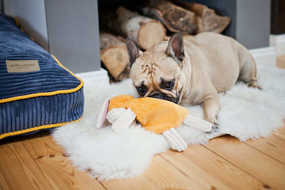 A french bulldog is playing with a Bowlandbone dog toy FELIX in front of a fireplace.