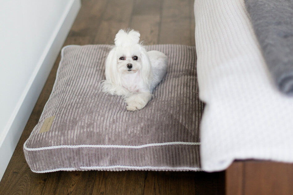 A small white dog sitting on top of a Bowl&Bone Republic dog cushion bed DECO amber.
