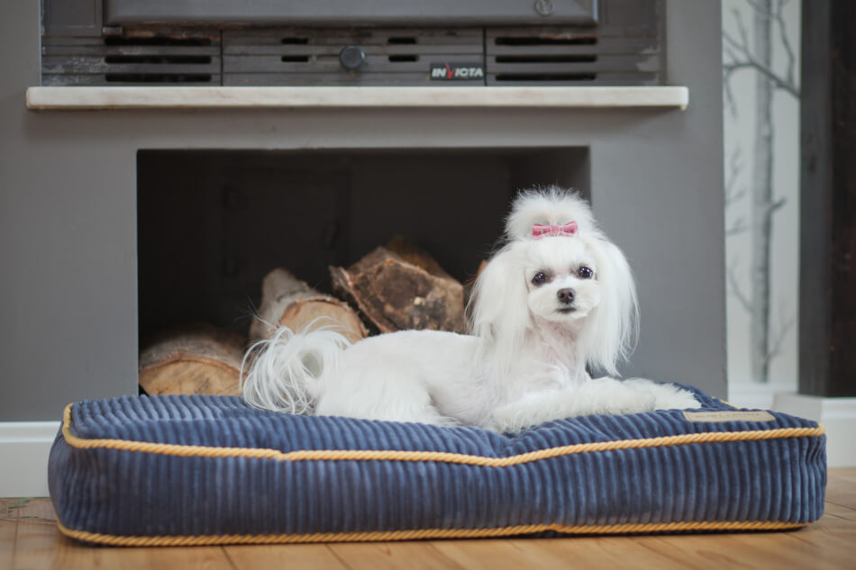A small white dog laying on a Bowl&Bone Republic dog cushion bed in front of a fireplace.