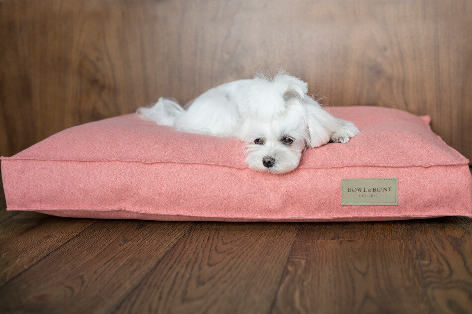 A small white dog laying on top of a Bowl&Bone Republic dog cushion bed called LOFT coral.