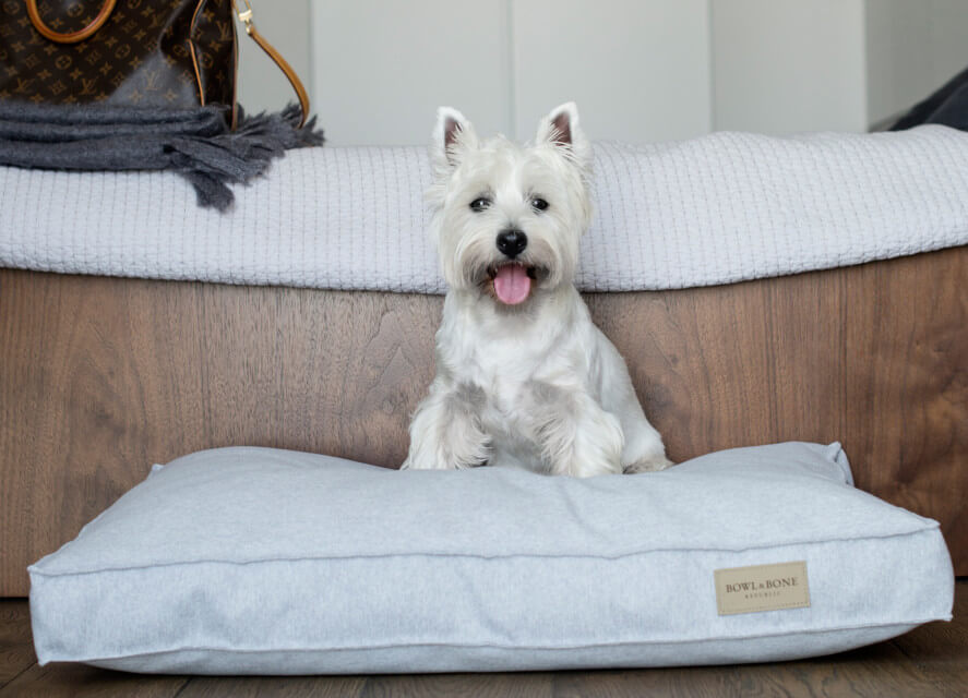 A white dog sitting on top of a Bowl&Bone Republic dog cushion bed.