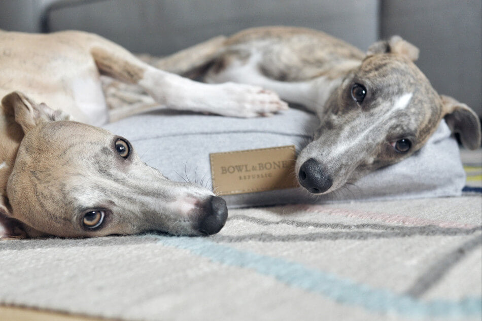 Two Bowl&Bone Republic dog cushion beds LOFT grey laying on top of a pillow.