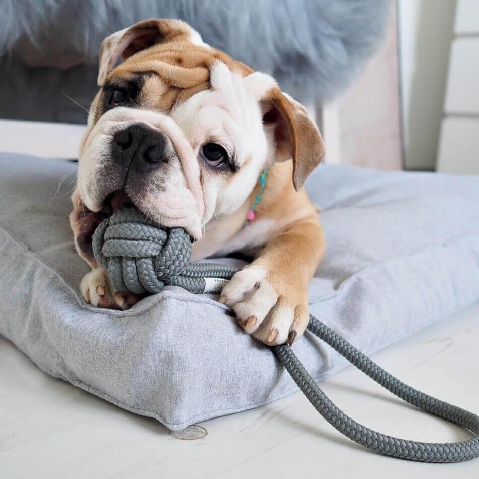 A Bulldog chewing on a yellow rope dog toy BULLET by Bowl&Bone Republic on a pillow.