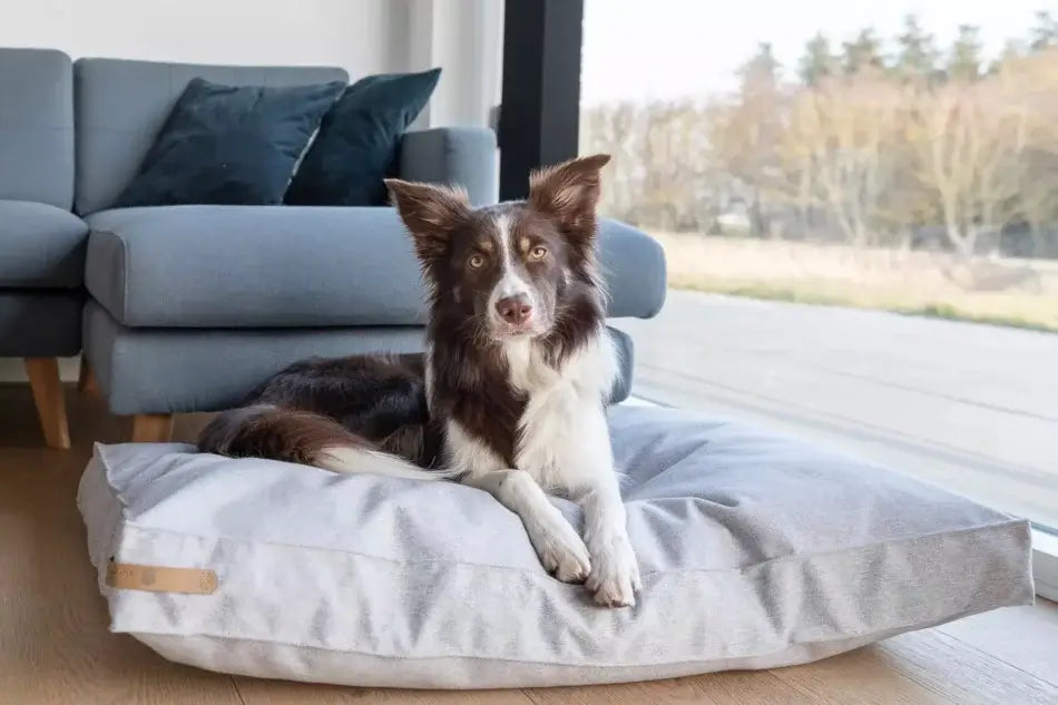A dog lounging on a Bowlandbone Republic dog cushion bed LOFT graphite in a living room.