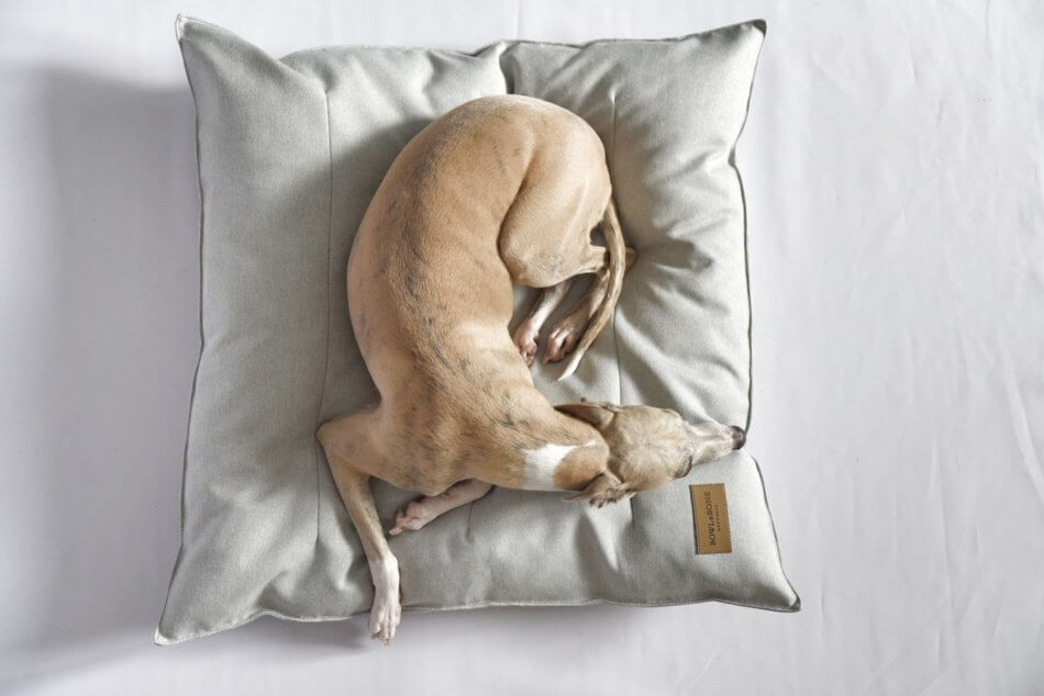 A greyhound sleeping on a dog cushion bed by Bowl&Bone Republic.