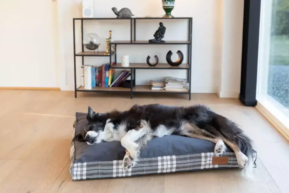 A black and white dog sleeping on a Bowl&Bone Republic cushion bed.