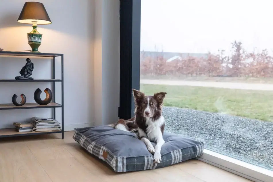 A dog laying on a Bowl&Bone Republic dog cushion bed in front of a window.