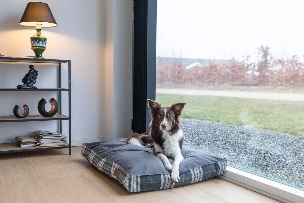 A dog laying on a Bowl&Bone Republic dog cushion bed in front of a window.