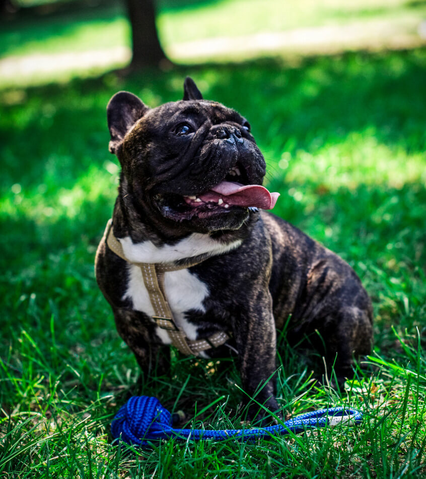 A black and white French bulldog sitting in the grass with the Bowl&Bone Republic dog toy BULLET pink.