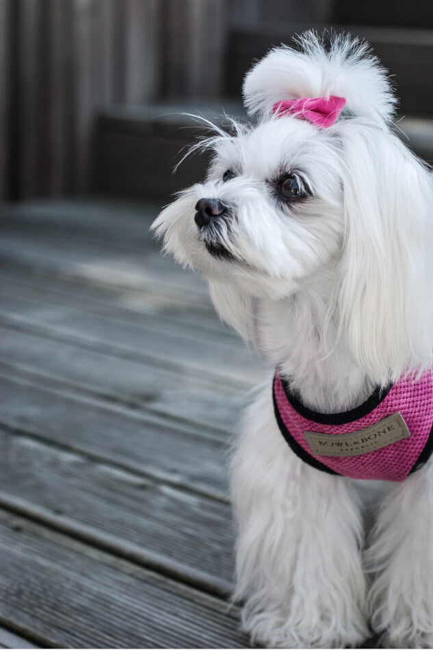 A small white dog wearing a pink Bowlandbone Republic dog harness.