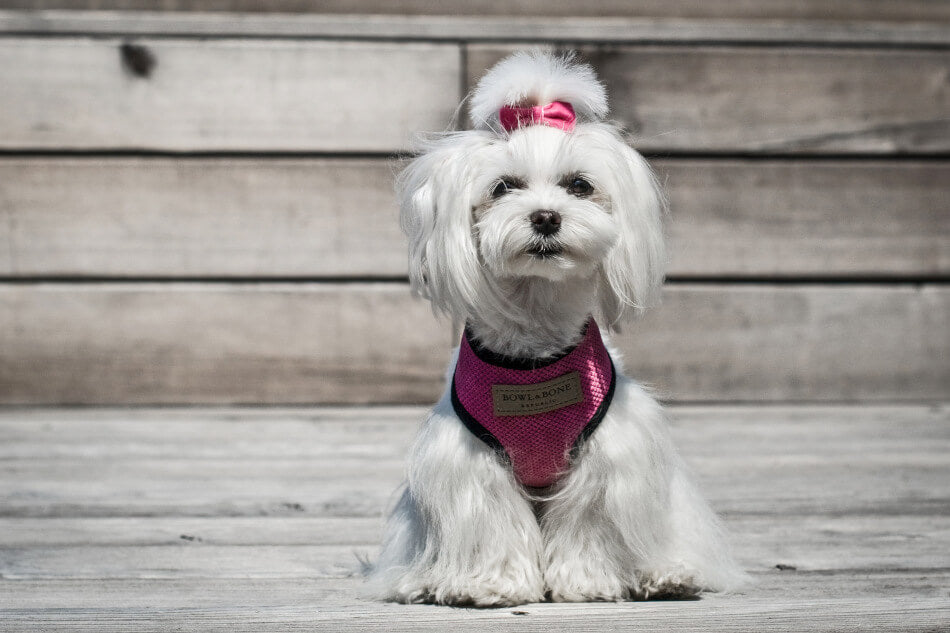 A small white dog wearing a pink Bowl&Bone dog harness.