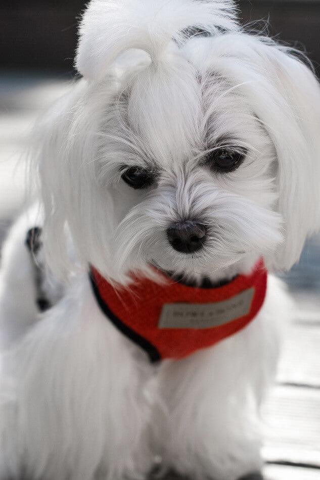 A small white dog wearing a red Bowl&Bone Republic dog harness.