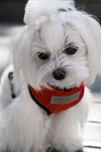 A small white dog wearing a Bowl&Bone Republic red harness.