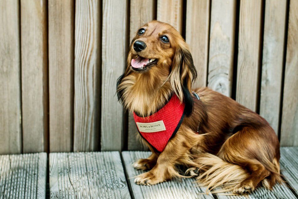Bowlandbone dog harness in CANDY brown, inspired by the Bowl&Bone Republic, wearing a red vest.