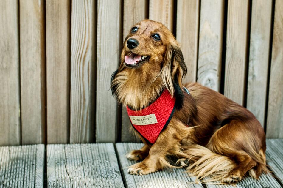 Dachshund wearing a Bowl&Bone Republic grey dog harness.