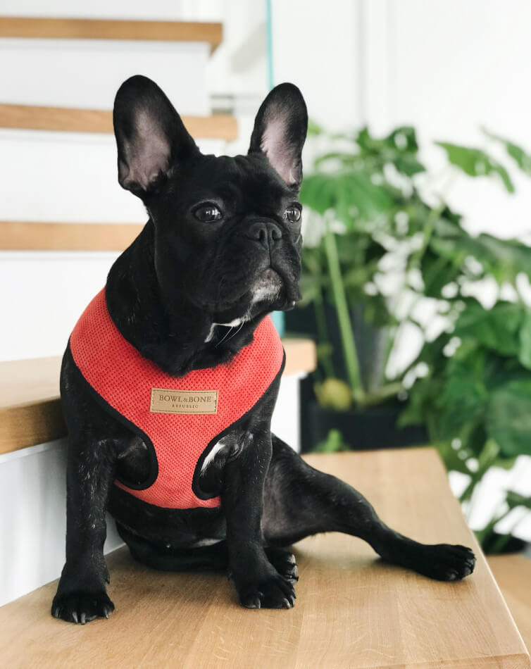 A black and red french bulldog wearing a Candy yellow Bowl&Bone Republic dog harness.