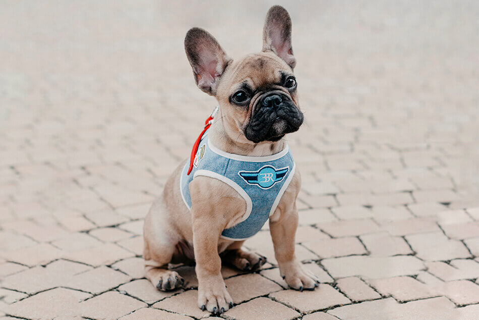 A small french bulldog wearing the Bowl&Bone Republic DENIM blue dog harness.