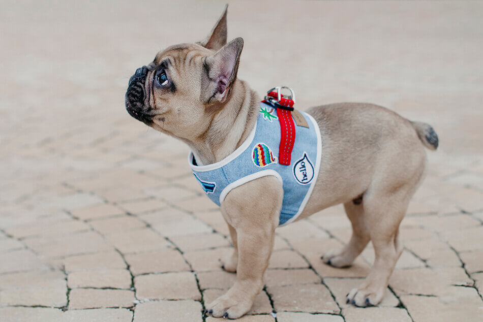A small french bulldog wearing a Bowl&Bone Republic dog harness in DENIM blue.